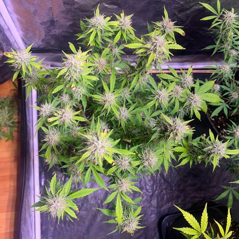 Pink Rozay #2 growlog timeline photo