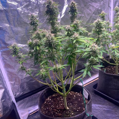 Pink Rozay #2 growlog timeline photo