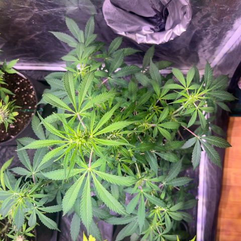 Gorilla Glue growlog timeline photo