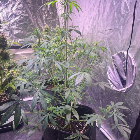 Gorilla Glue growlog timeline photo