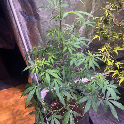 Gorilla Glue growlog timeline photo