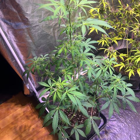 Gorilla Glue growlog timeline photo