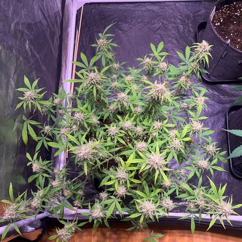 Gelonade  growlog timeline photo