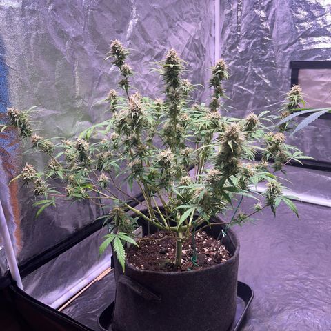Gelonade  growlog timeline photo