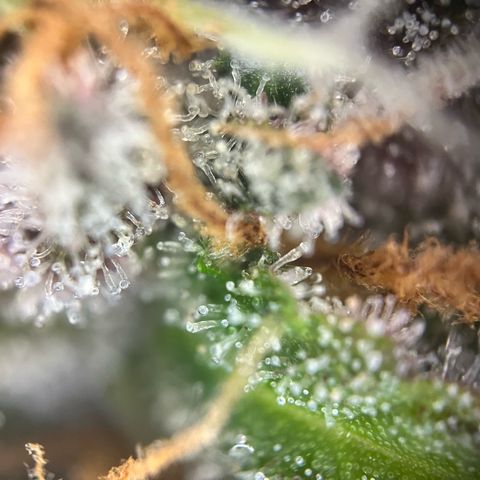 Pink Rozay #1 growlog timeline photo