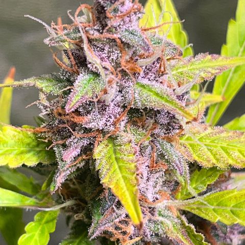 Pink Rozay #1 growlog timeline photo