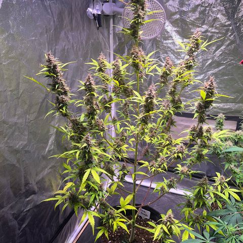 Pink Rozay #1 growlog timeline photo
