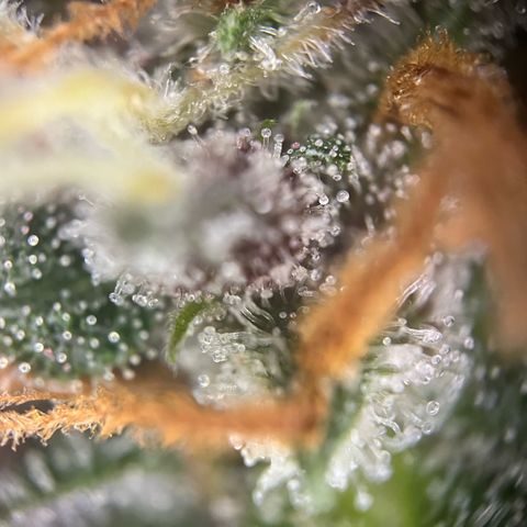 Pink Rozay #1 growlog timeline photo