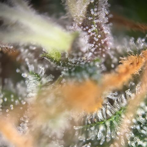 Pink Rozay #1 growlog timeline photo