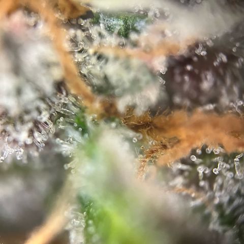 Pink Rozay #1 growlog timeline photo
