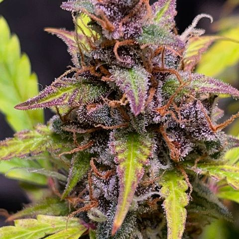 Pink Rozay #1 growlog timeline photo