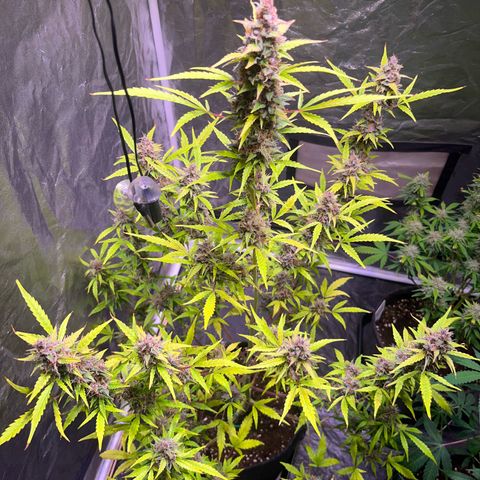 Pink Rozay #1 growlog timeline photo