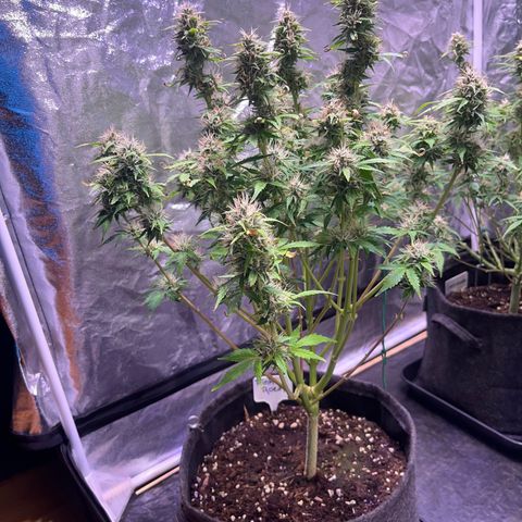 Pink Rozay #2 growlog timeline photo