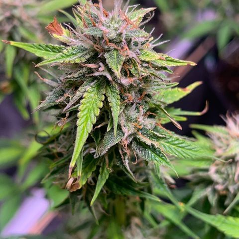 Pink Rozay #2 growlog timeline photo