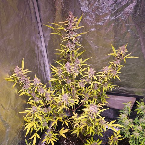 Pink Rozay #1 growlog photo: Letzter Tag vor der Dunkelheit 