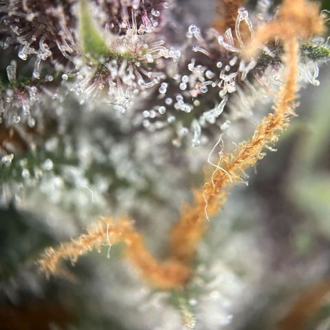 Pink Rozay #1 growlog timeline photo
