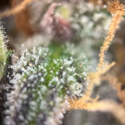 Pink Rozay #1 growlog timeline photo