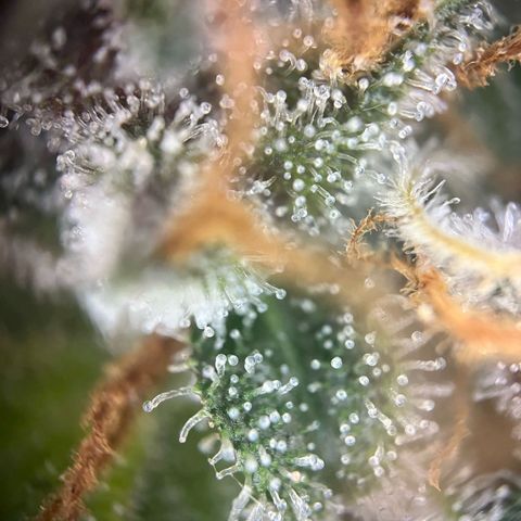 Pink Rozay #1 growlog timeline photo