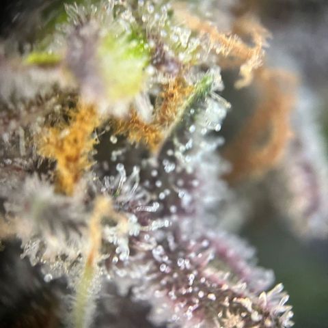 Pink Rozay #1 growlog timeline photo