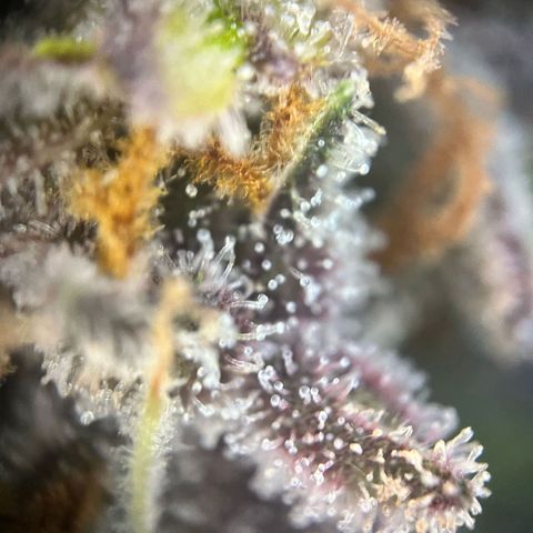 Pink Rozay #1 growlog timeline photo