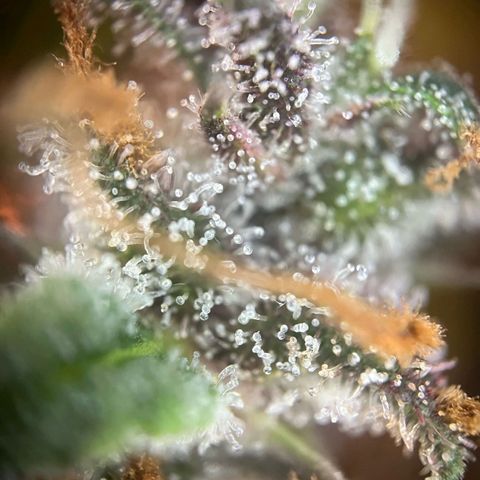 Pink Rozay #1 growlog timeline photo