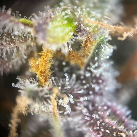Pink Rozay #1 growlog timeline photo
