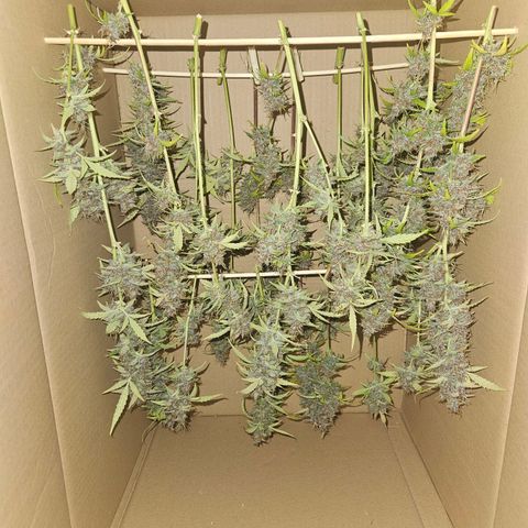 Pink Rozay #1 growlog photo: DIY Cannatrol