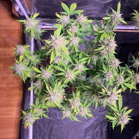 Pink Rozay #2 growlog timeline photo