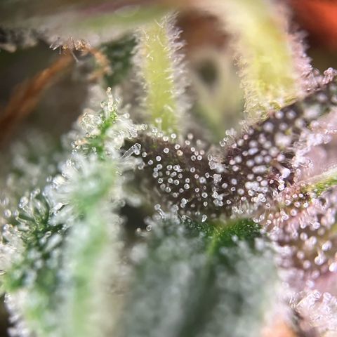 Pink Rozay #1 growlog timeline photo