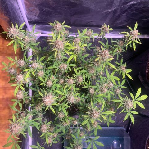 Gelonade  growlog timeline photo