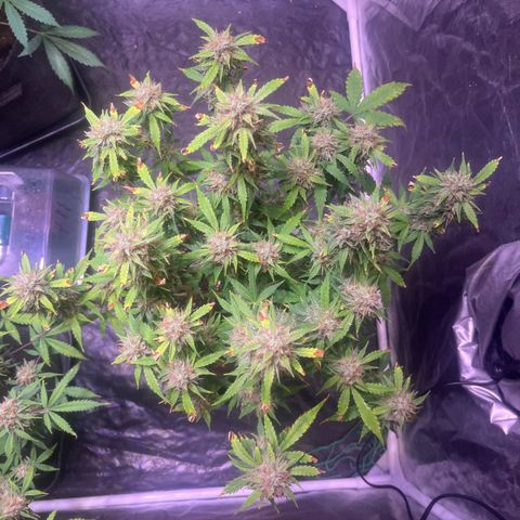 Pink Rozay #2 growlog timeline photo