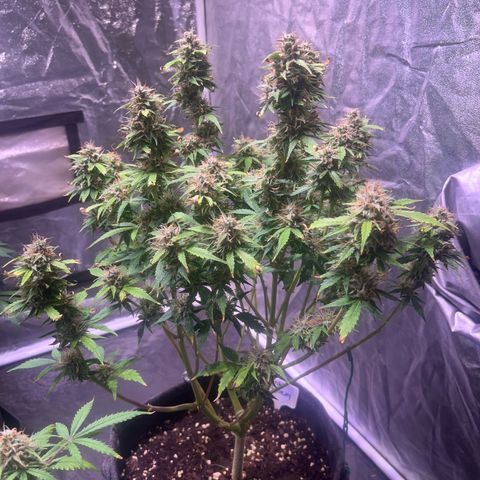 Pink Rozay #2 growlog timeline photo