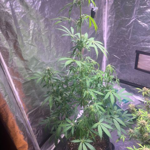 Gorilla Glue growlog photo: Vorher