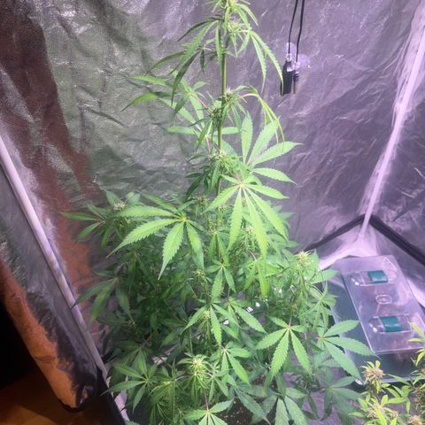 Gorilla Glue growlog photo: Vorher