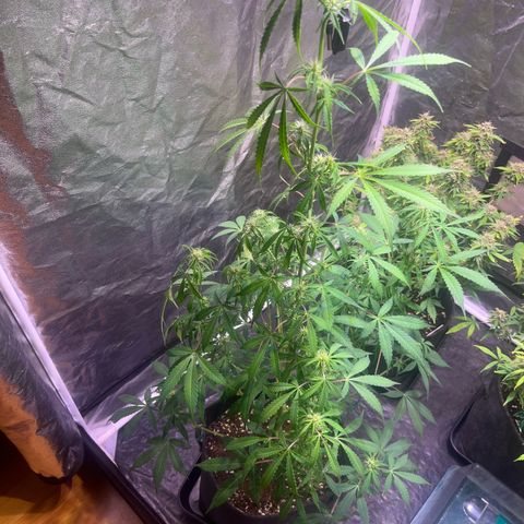 Gorilla Glue growlog photo: Nachher 