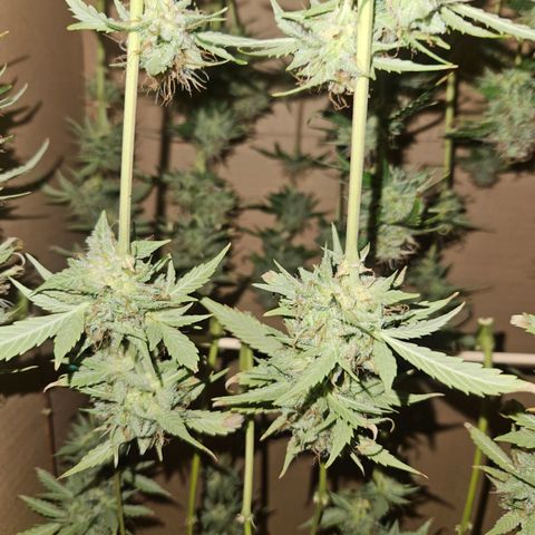 Pink Rozay #2 growlog timeline photo