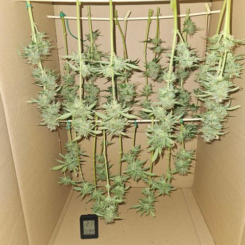 Pink Rozay #2 growlog timeline photo