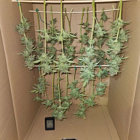Pink Rozay #2 growlog timeline photo