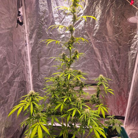 Gorilla Glue growlog timeline photo