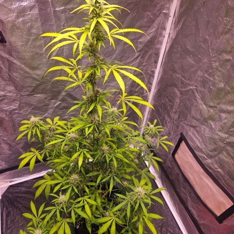 Gorilla Glue growlog timeline photo