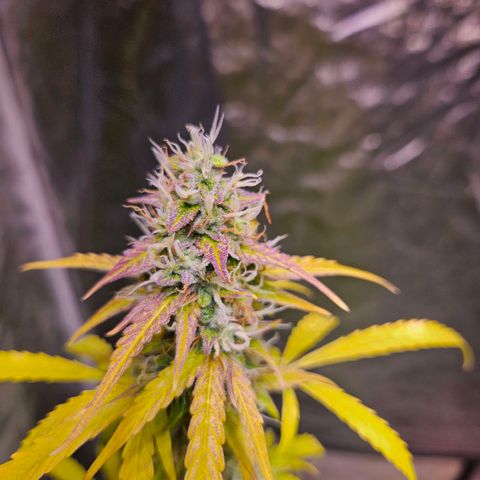 Gorilla Glue growlog timeline photo