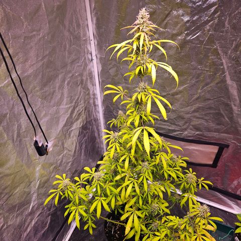 Gorilla Glue growlog timeline photo