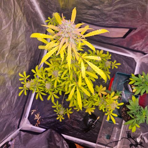 Gorilla Glue growlog timeline photo