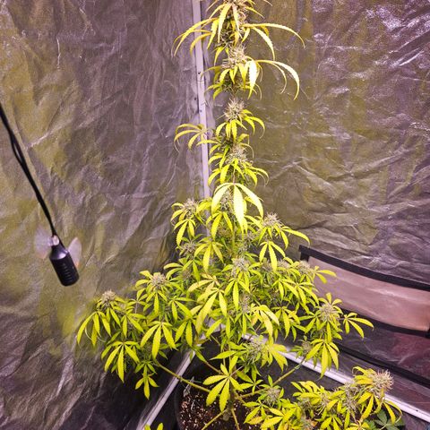 Gorilla Glue growlog timeline photo