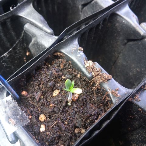 Haze Berry II growlog timeline photo