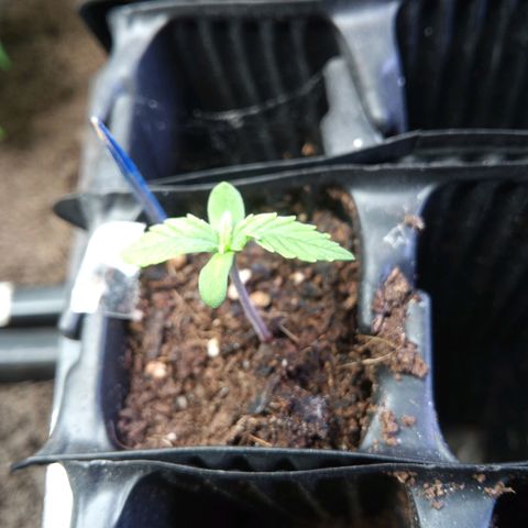 Haze Berry II growlog timeline photo