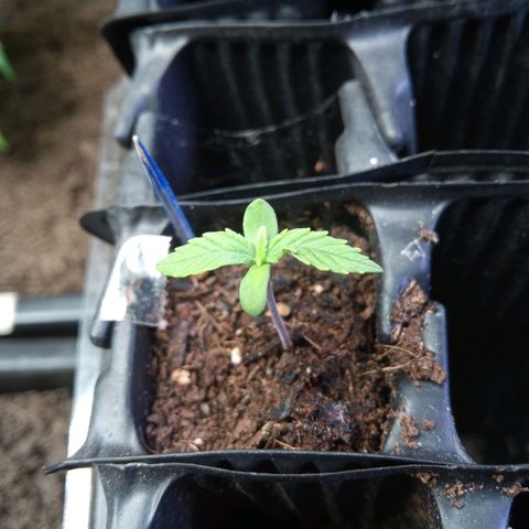 Haze Berry II growlog timeline photo