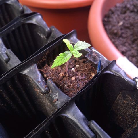 Haze Berry II growlog timeline photo
