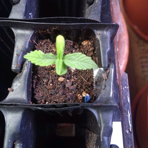 Haze Berry II growlog timeline photo