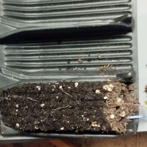 Haze Berry II growlog photo: Obenrum passiert noch nicht viel, aber unten 